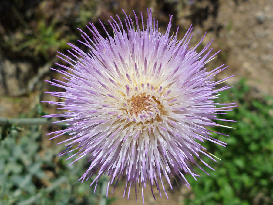 Top of a flower