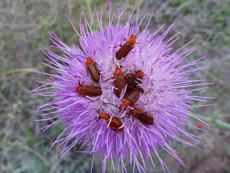 Beetles on a flowerhead