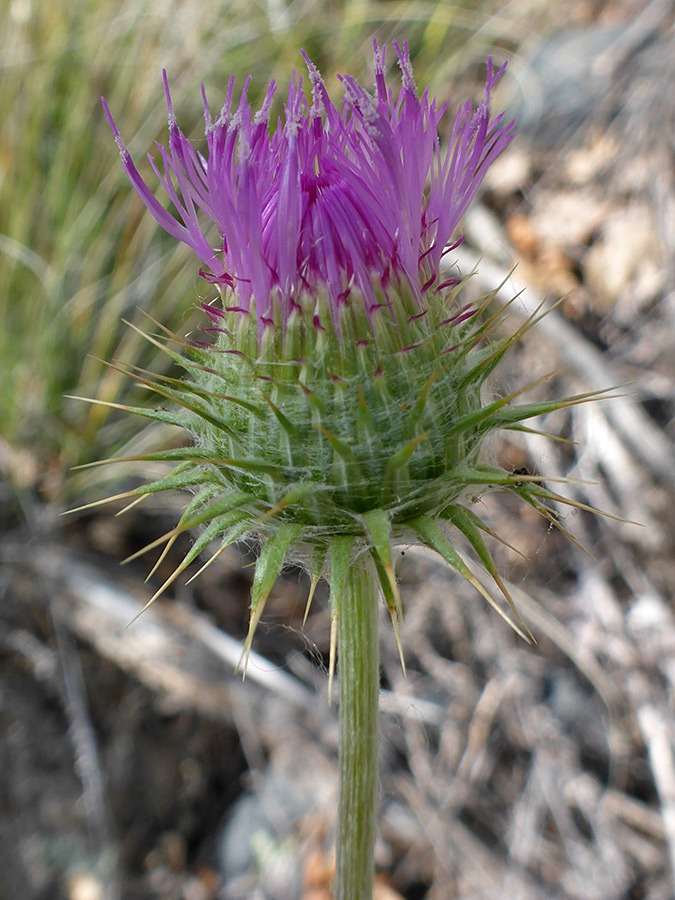 Spiky phyllaries