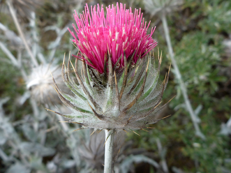 Florets and phyllaries