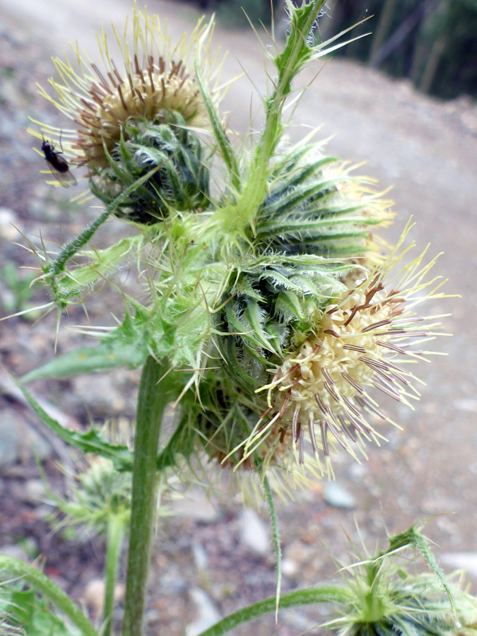 Flowerheads