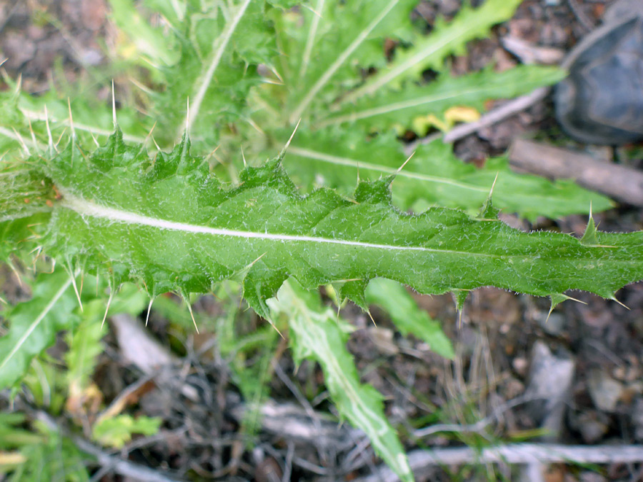 Spiny leaf