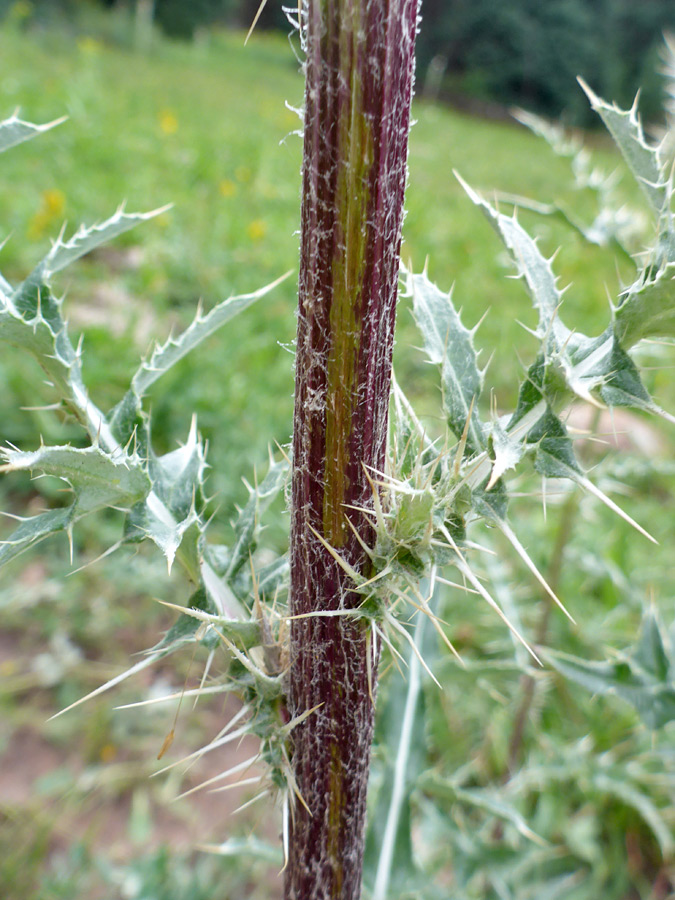 Purplish stem