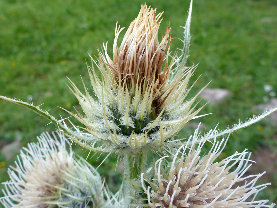 Fringed phyllaries