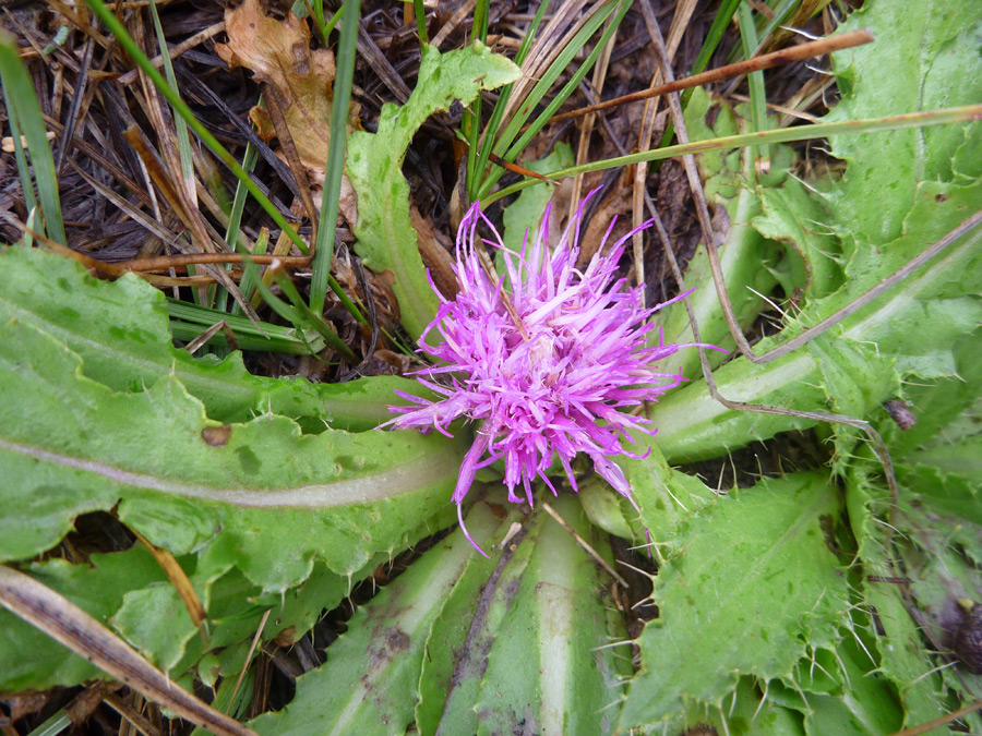 Pink flower