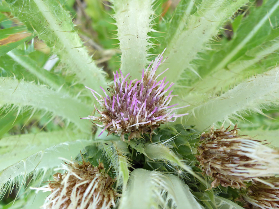 Withering flowers