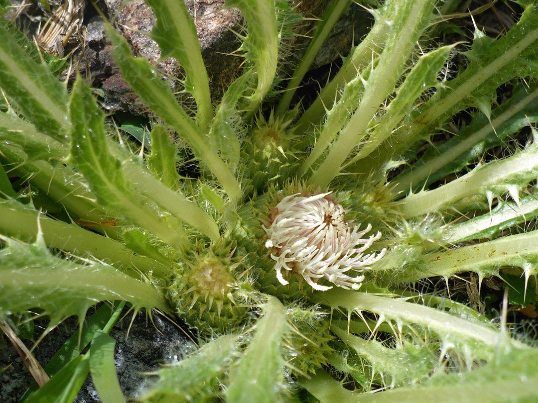 Developing flowerheads