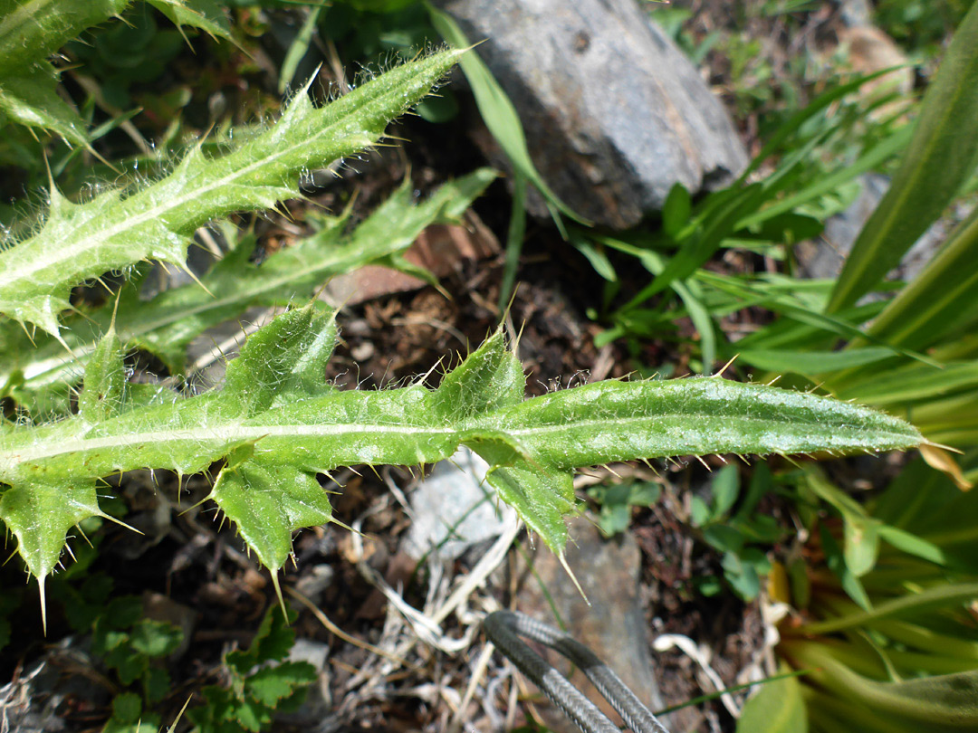 Long, narrow leaf