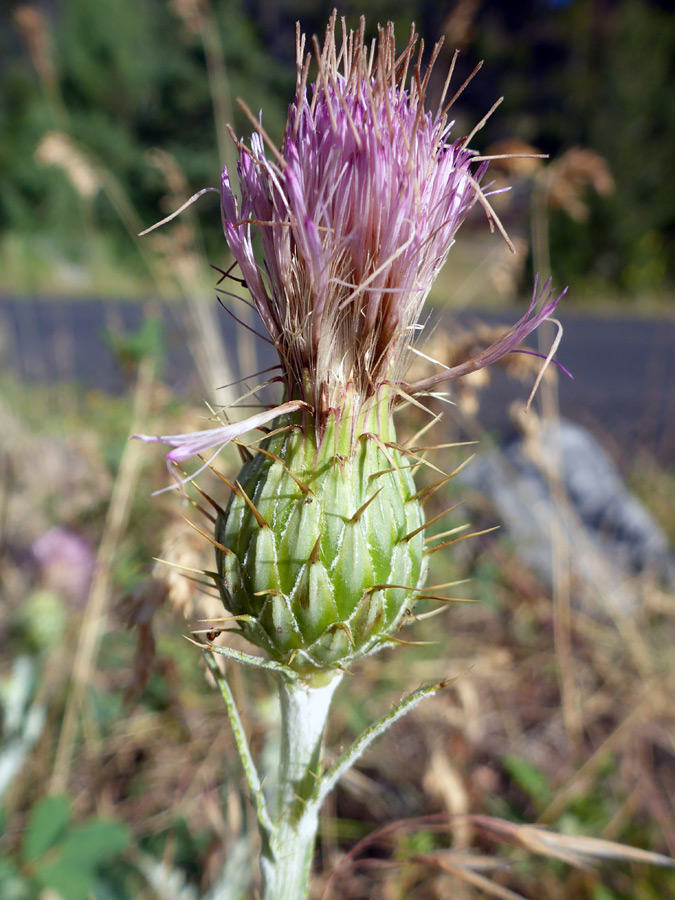 Flowerhead