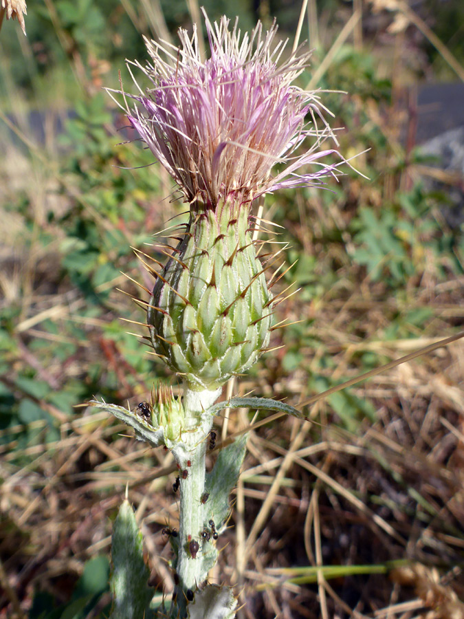 Flowerhead and bud