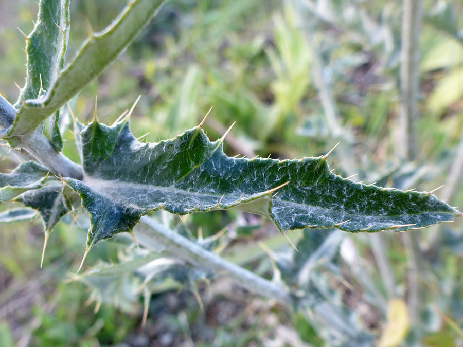 Wavy-edged leaf