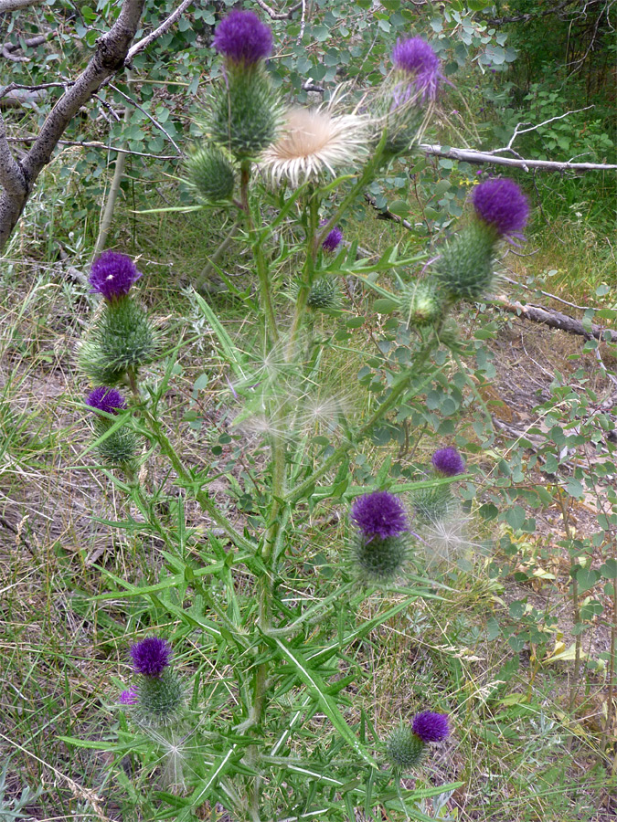 Stem with flowers