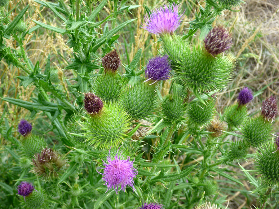 Cluster of flowers