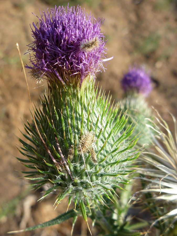 Large flowe head