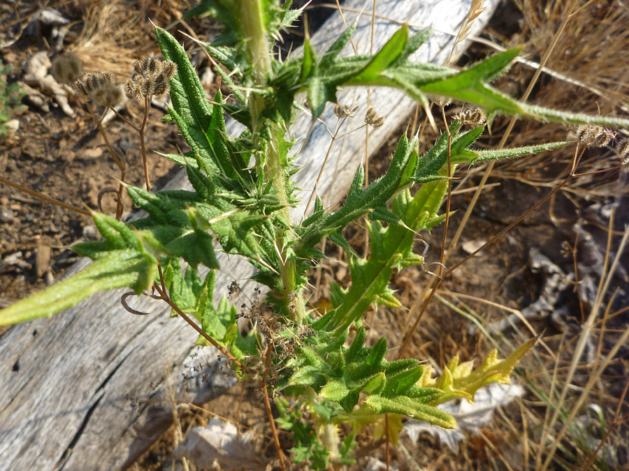 Leaves and stem