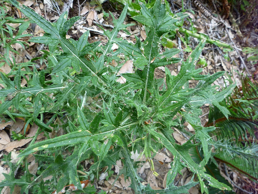 Lobed leaves