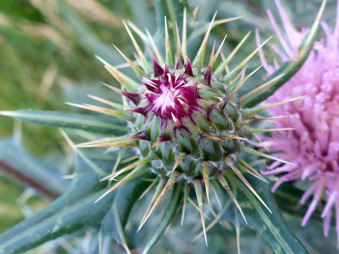 Developing flowerhead