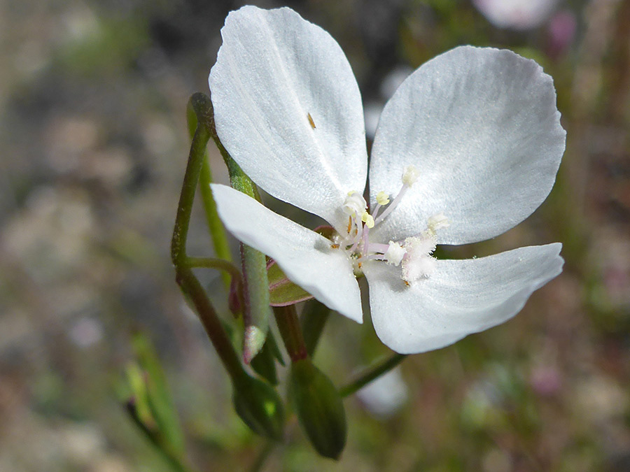 Four-petaled flower