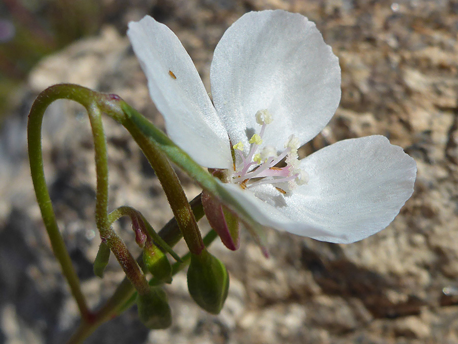 Flower and buds