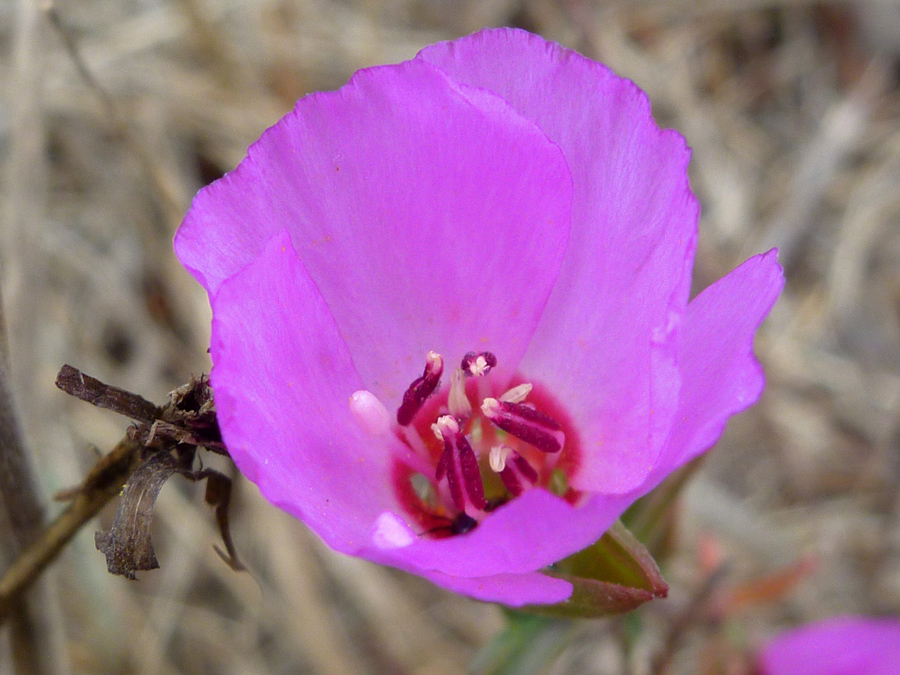 Cup-shaped flower