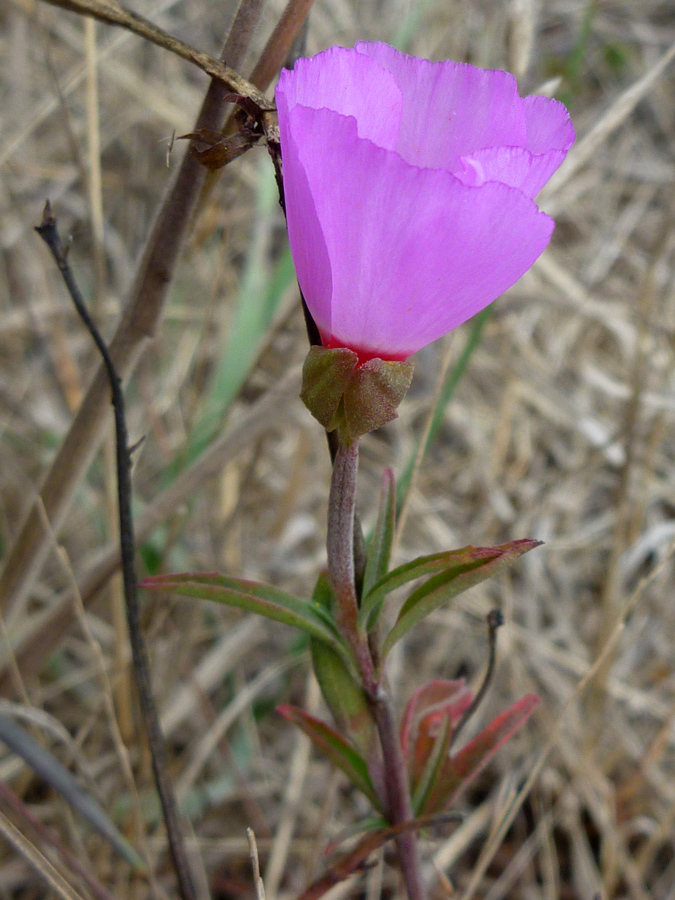 Side of a flower