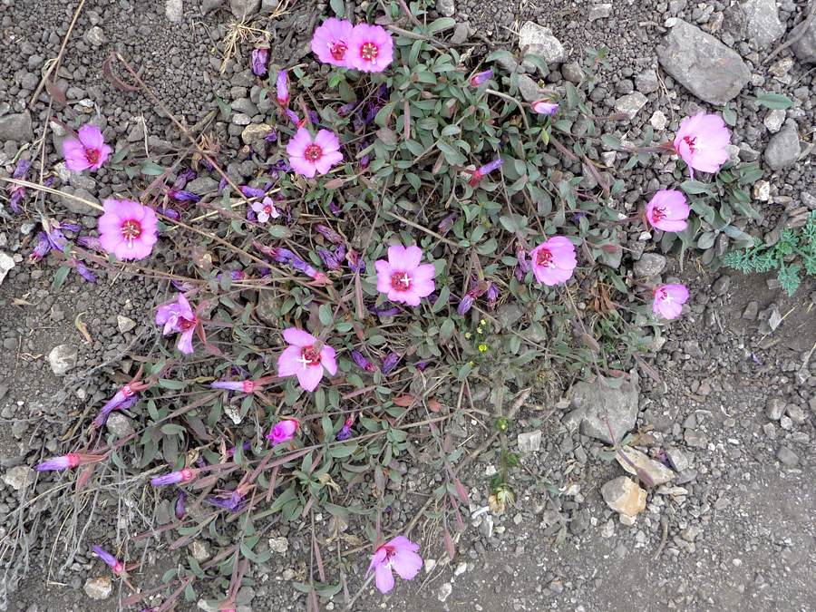 Cluster of flowers