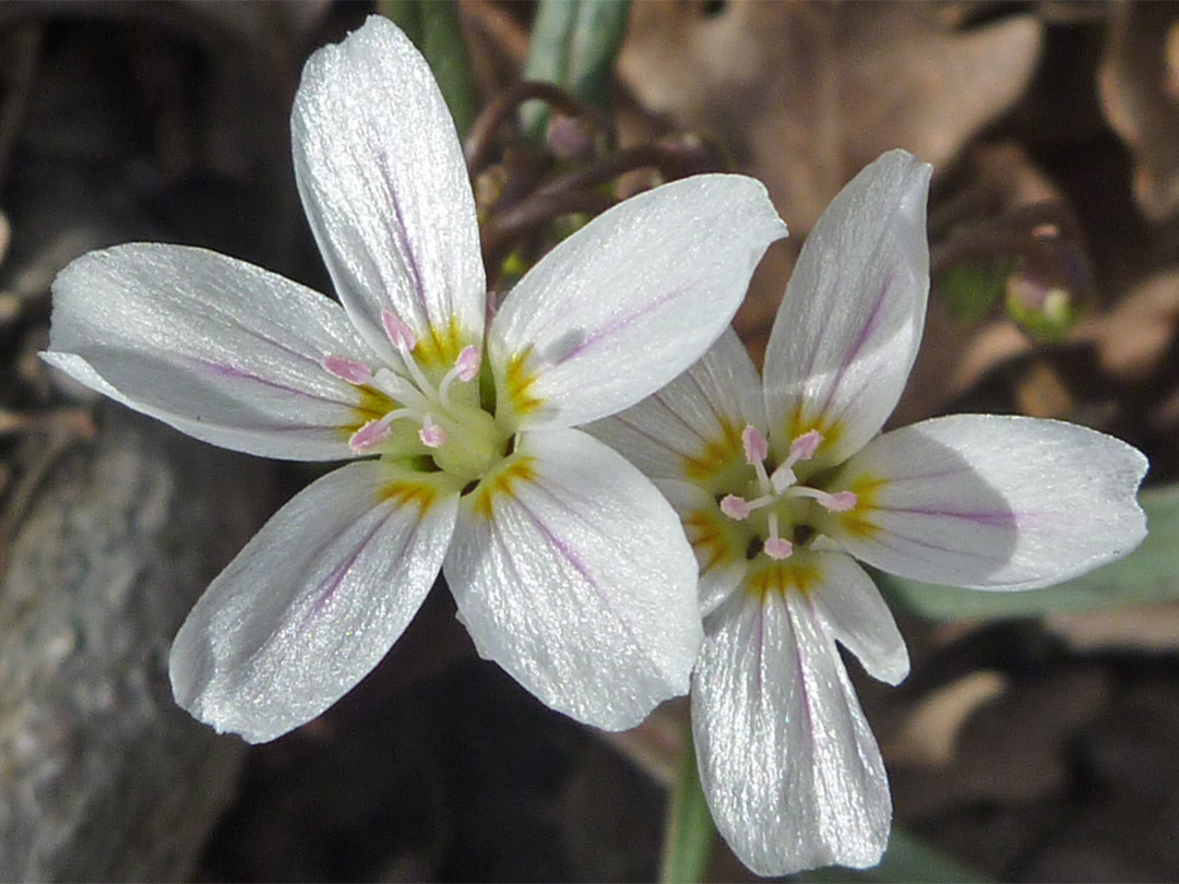 White flowers