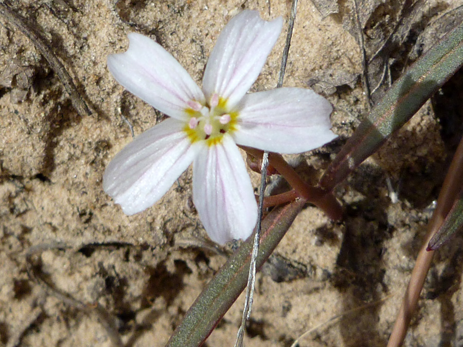 Narrow leaves