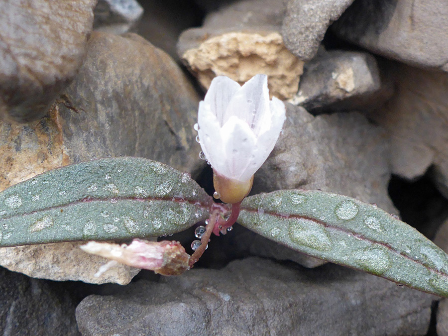 Flower and leaves