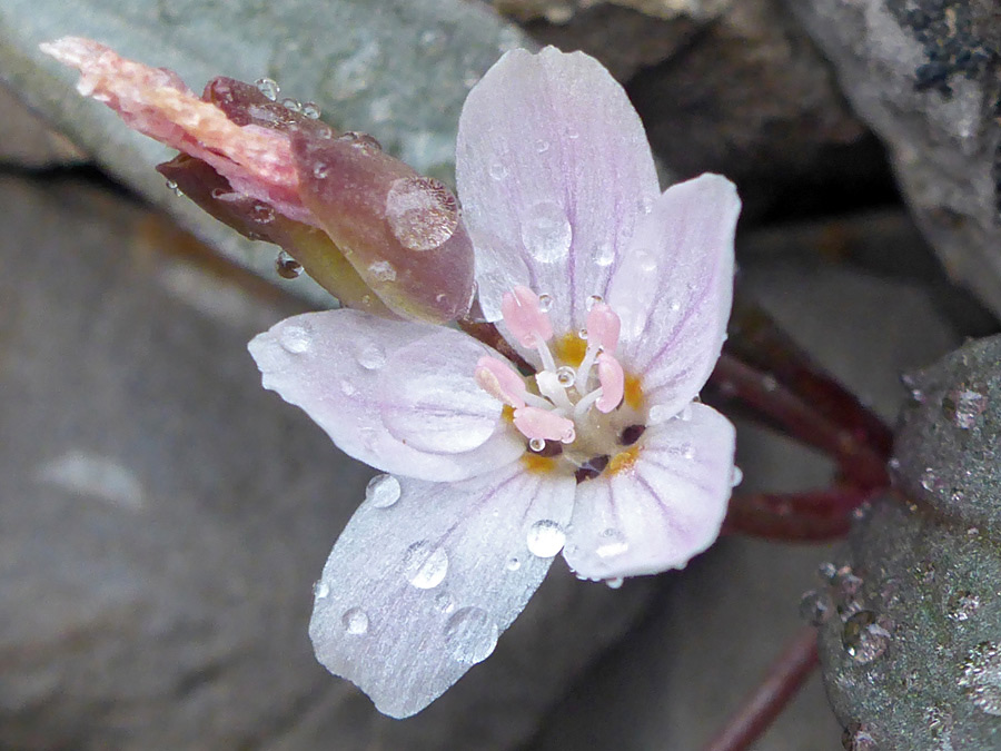 Raindrops on a flower