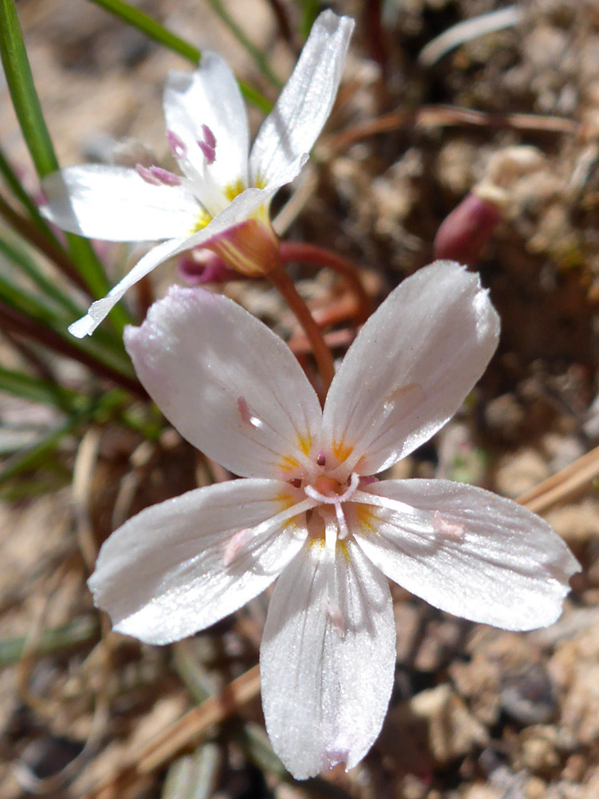 Five petals