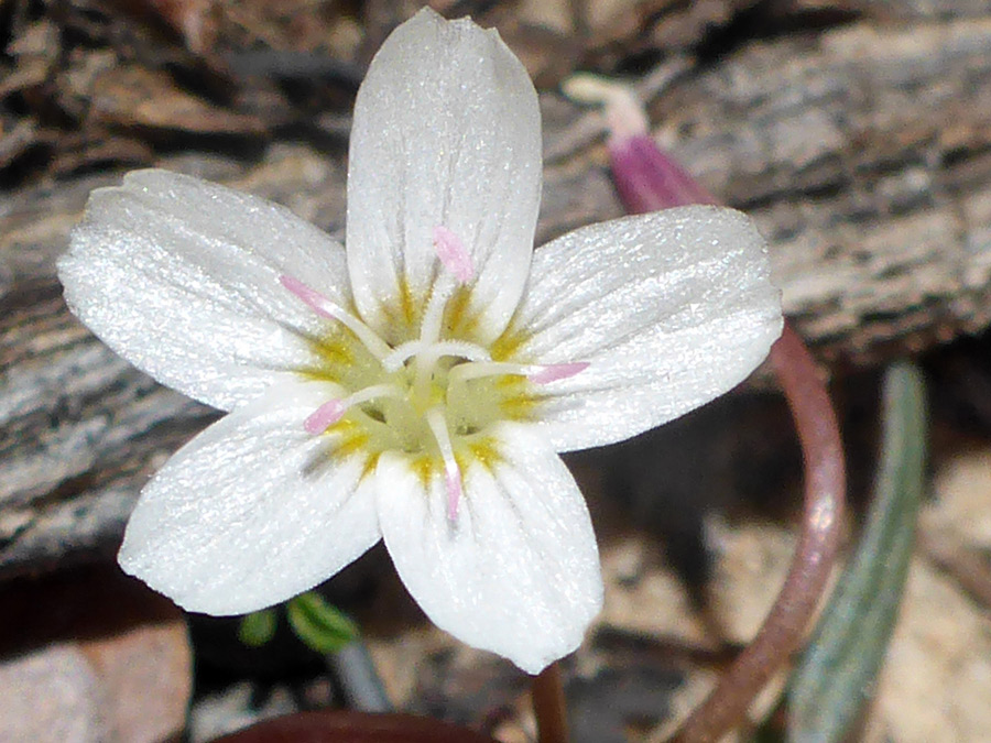 White flower