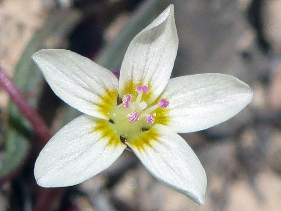 Yellow-blotched petals