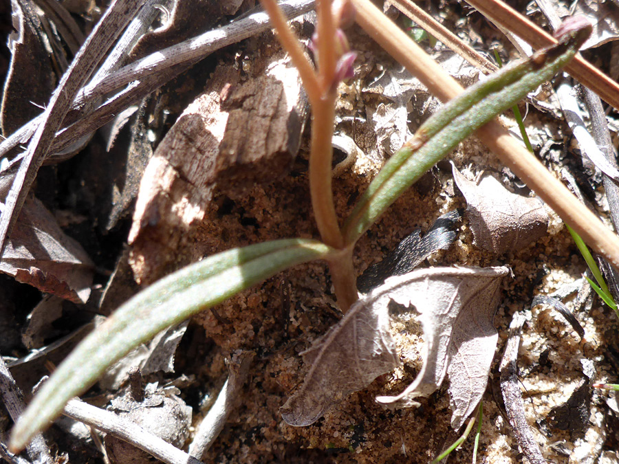 Linear leaves