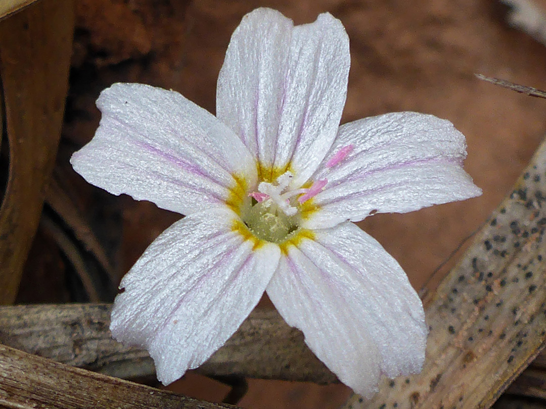Veined petals