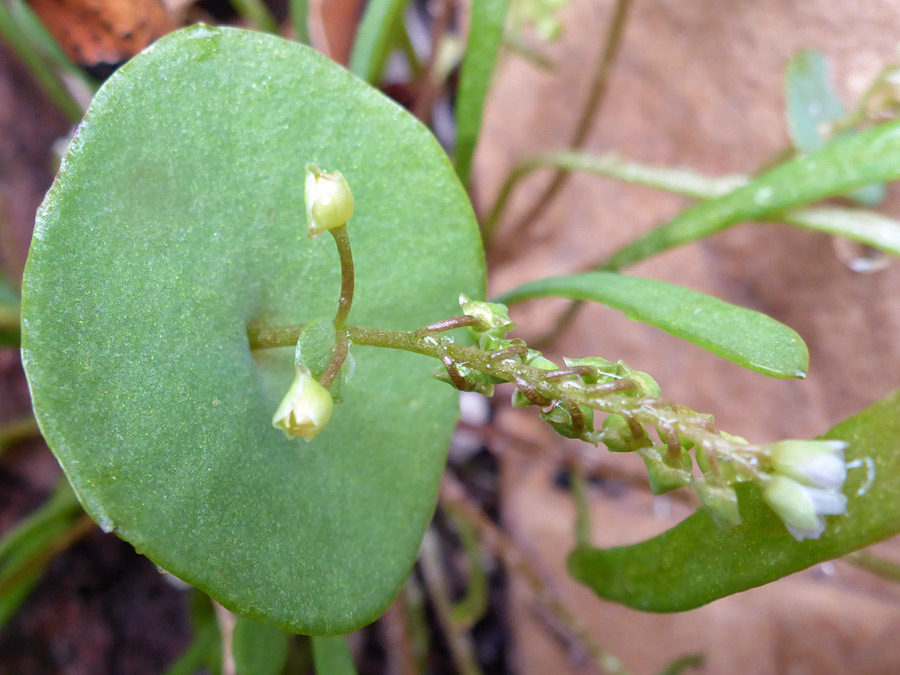 Perfoliate leaf