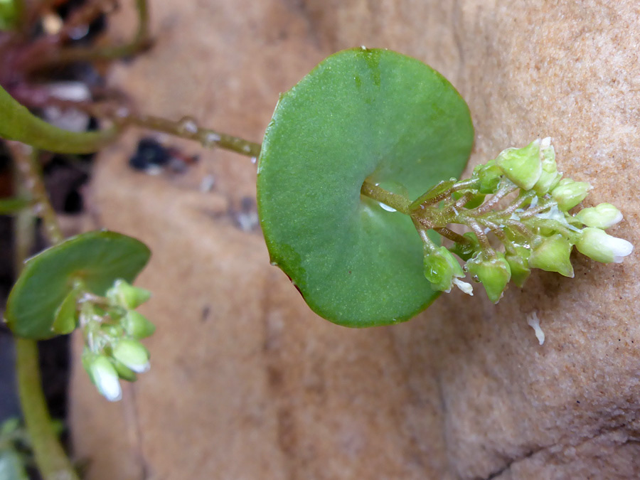 Flower cluster