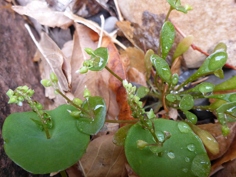 Raindrops on leaves