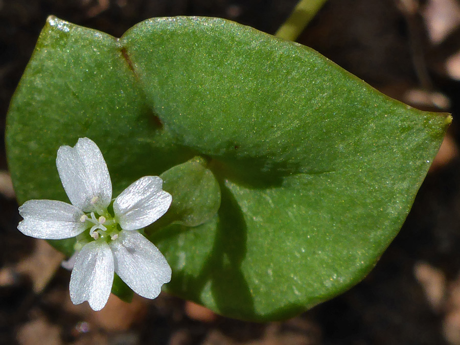 Five white petals