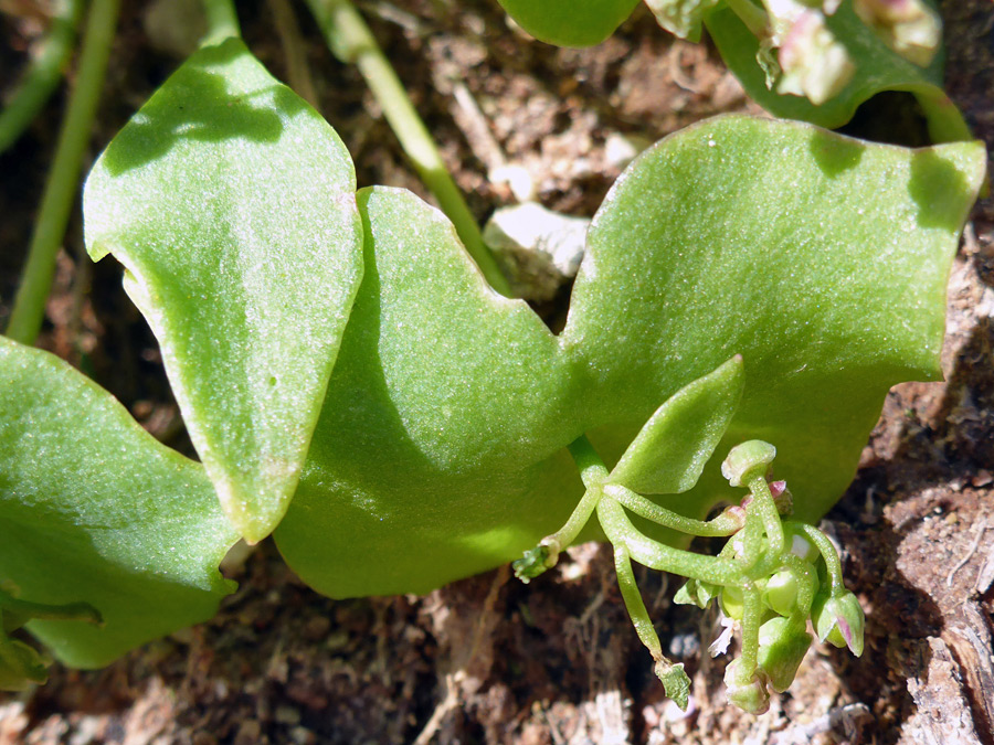 Developing flowers