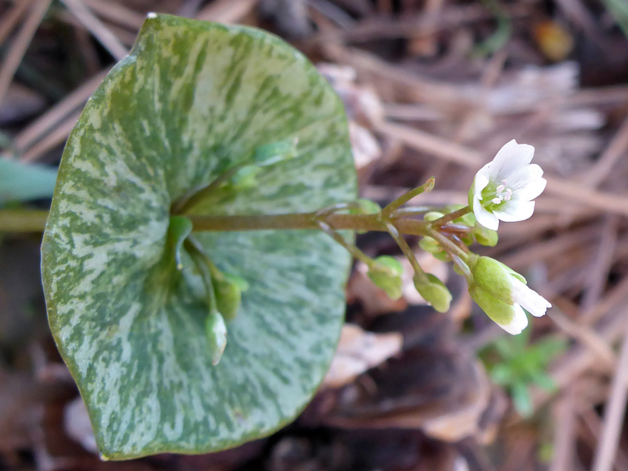 Leaf and flowers