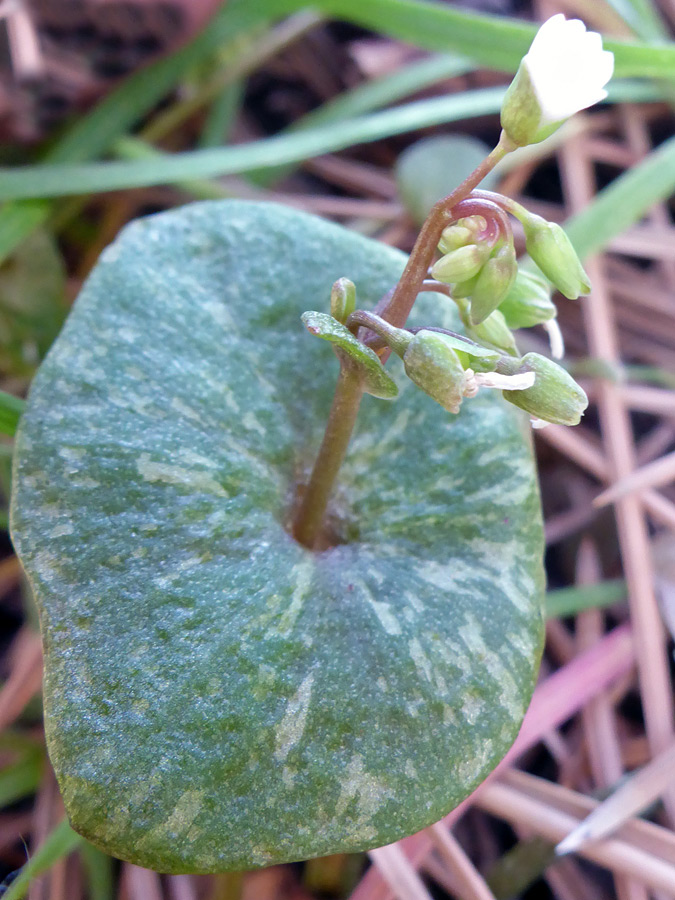 Perfoliate leaf