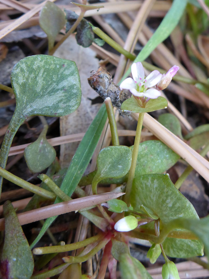 Flowering stem