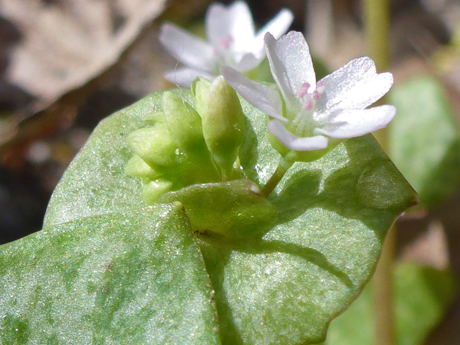 Flowers and buds