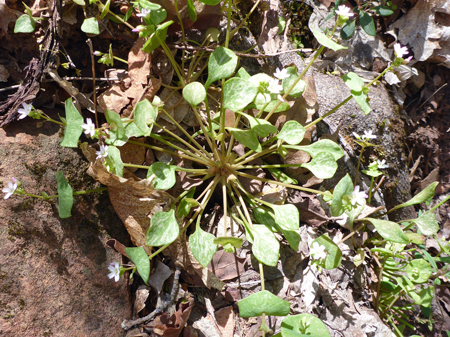 Petiolate leaves