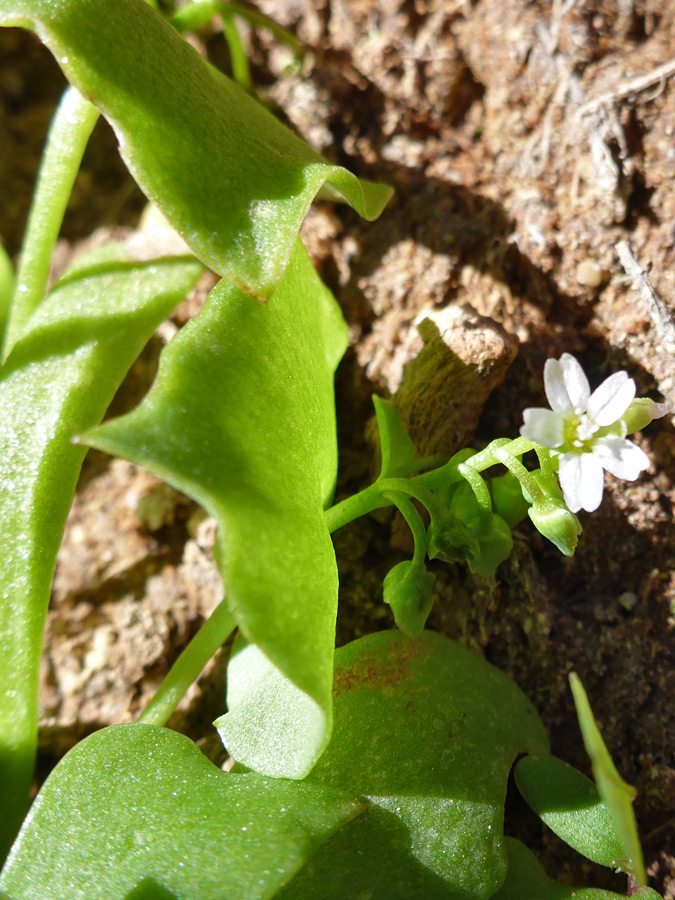 Thick green leaves