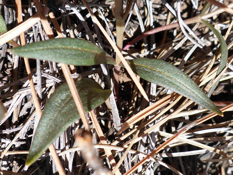 Narrow leaves