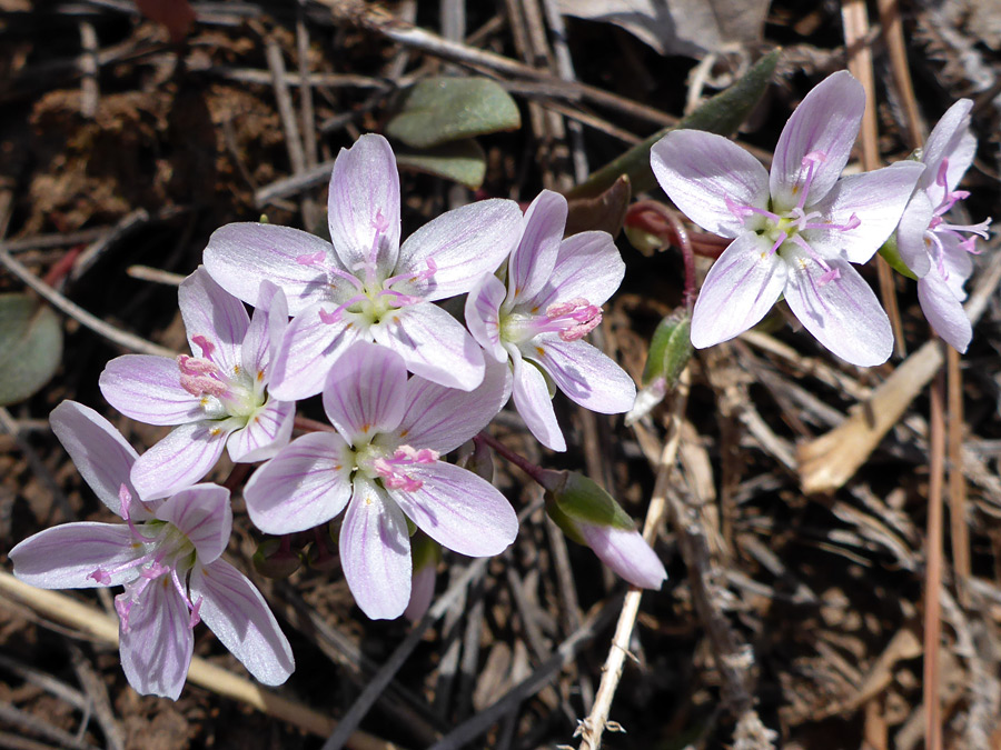 Group of flowers