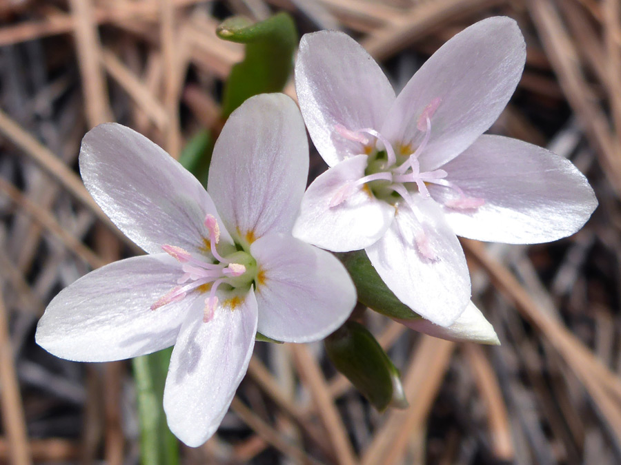 Five-petaled flowers