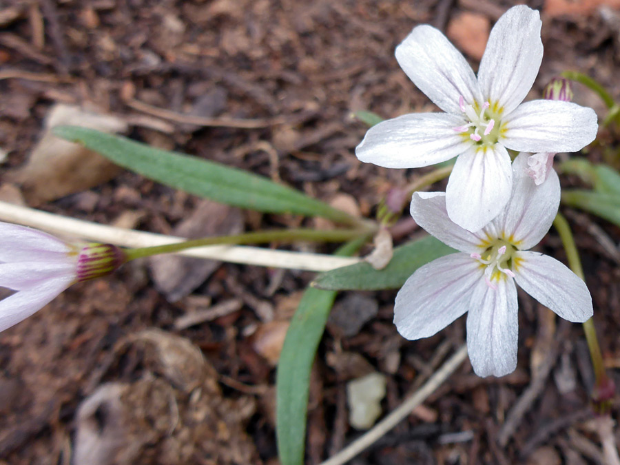 White flowers